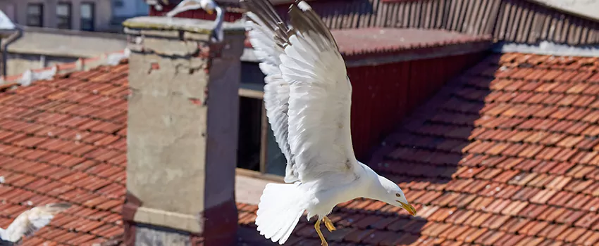 Residential Chimney Animal Removal Solution in Scarborough, ON